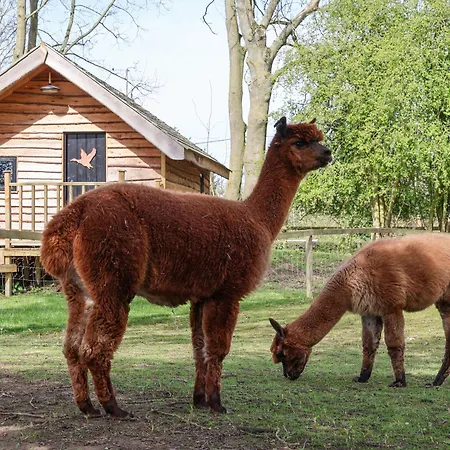 Duck Dom wakacyjny *