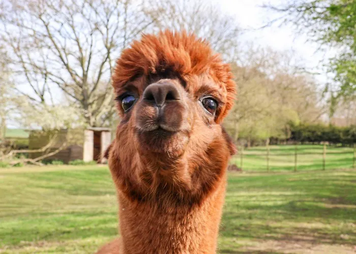 Duck Сasa de vacaciones *